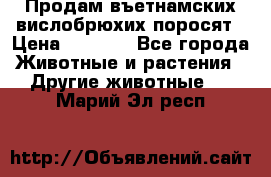Продам въетнамских вислобрюхих поросят › Цена ­ 2 500 - Все города Животные и растения » Другие животные   . Марий Эл респ.